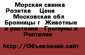 Морская свинка “Розетка“ › Цена ­ 1 300 - Московская обл., Бронницы г. Животные и растения » Грызуны и Рептилии   